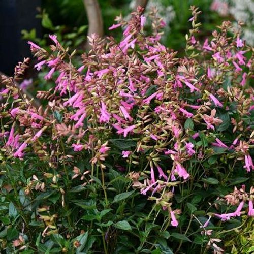 Previous Next 1 of 2