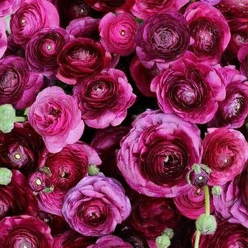 Image of Viola companion plant for ranunculus
