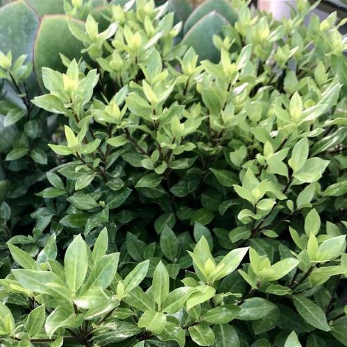 Previous Next 1 of 2