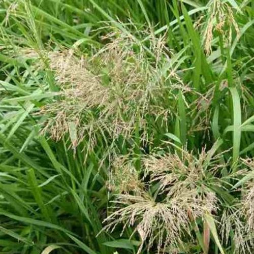 Previous Next 1 of 2