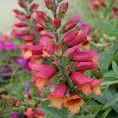 Previous Next 1 of 3