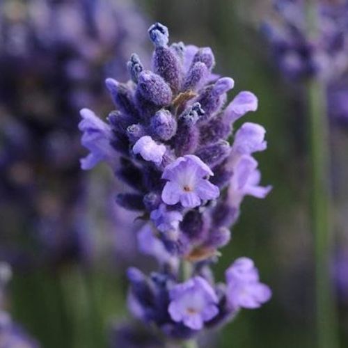 Previous Next 1 of 2