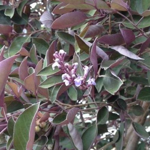 Previous Next 1 of 4