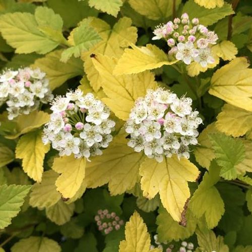 Previous Next 1 of 2