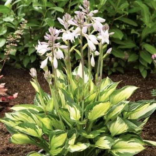 Previous Next 1 of 2