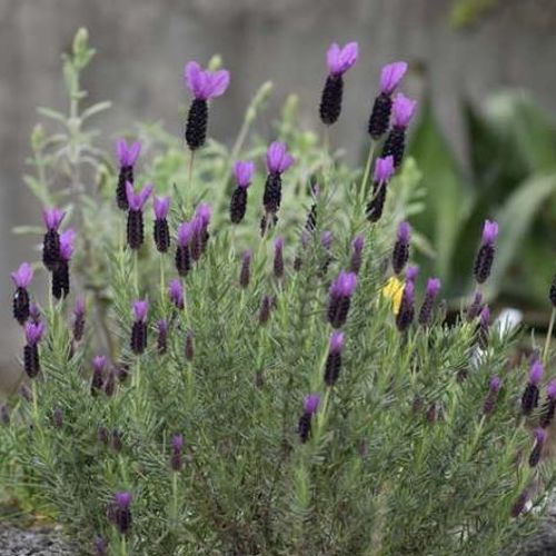 Previous Next 1 of 2