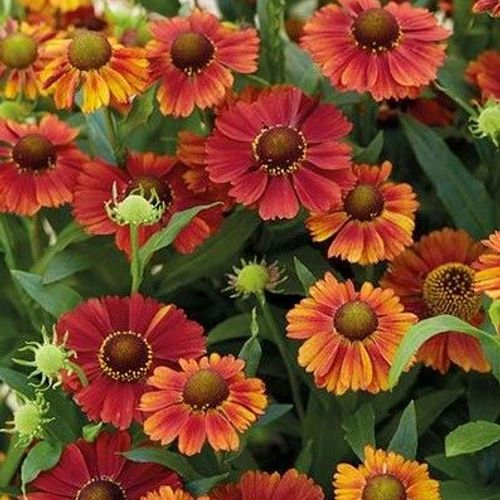 Previous Next 1 of 2