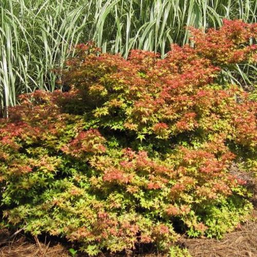 Previous Next 1 of 2