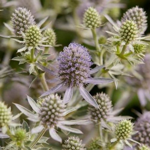 Previous Next 1 of 2