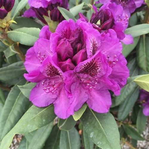 Previous Next 1 of 2