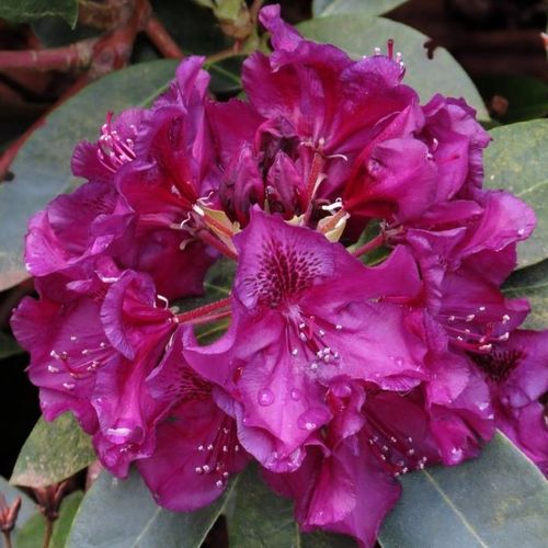 Previous Next 1 of 2