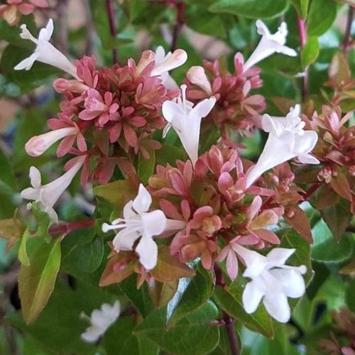 Image of Rose Creek Abelia in a sunny spot