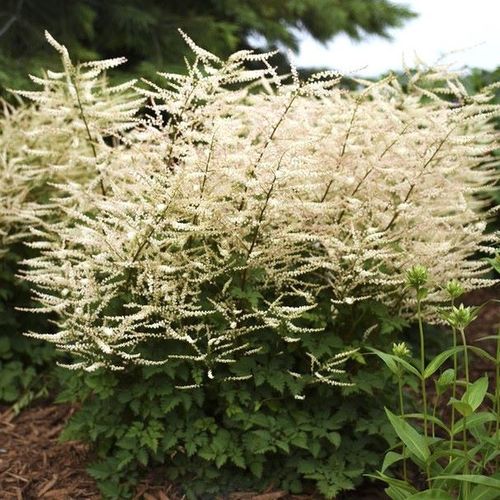 Aruncus Chantilly Lace