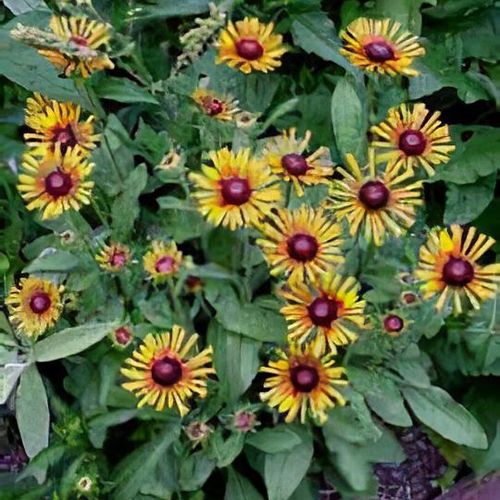 Previous Next 1 of 2