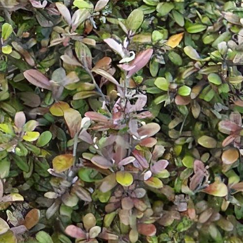 Previous Next 1 of 3