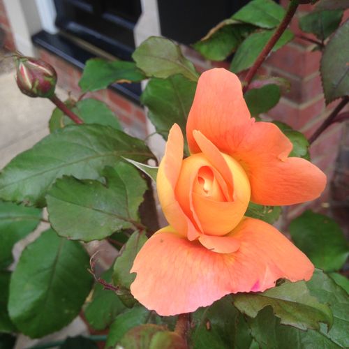 Previous Next 1 of 9