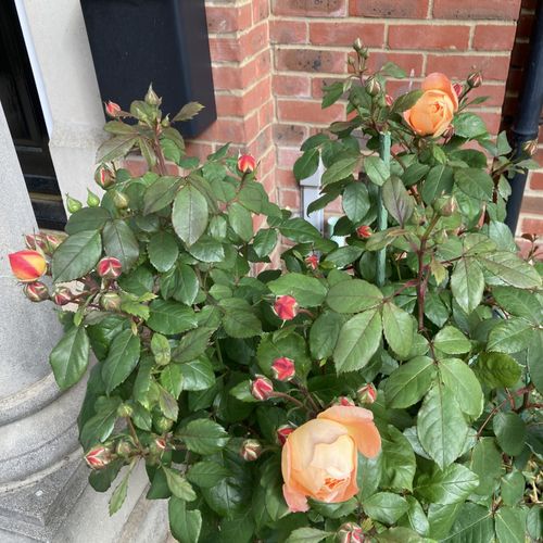 Previous Next 1 of 9