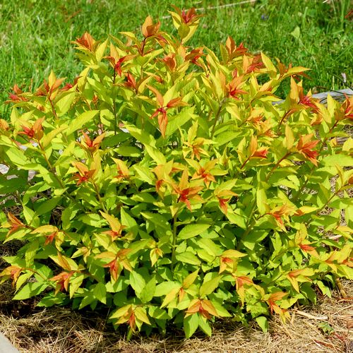 Image of Spirea japonica goldflame group
