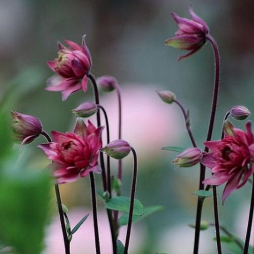 Previous Next 1 of 2