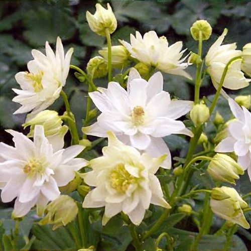 Previous Next 1 of 4