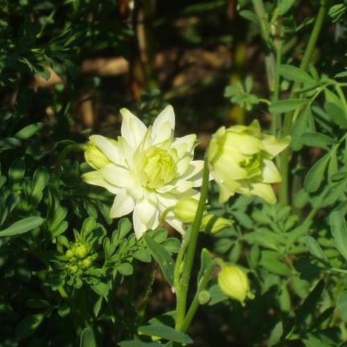 Previous Next 1 of 4