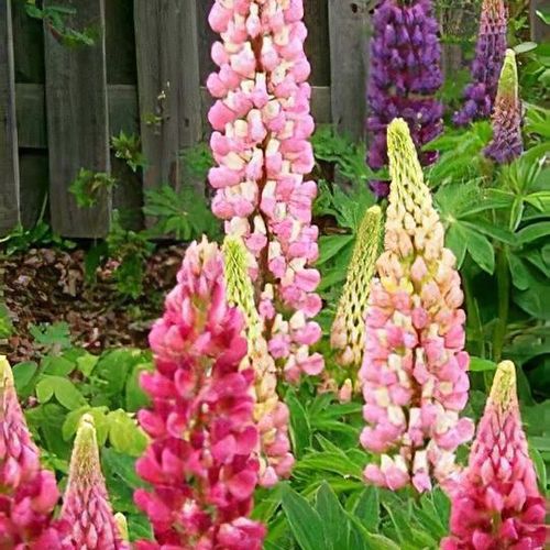 Lupinus polyphyllus gallery pink