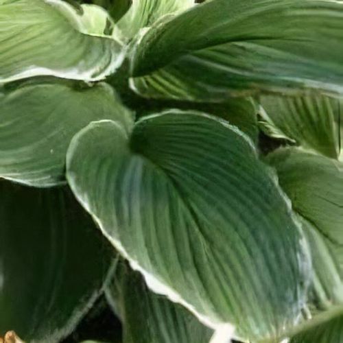 Previous Next 1 of 2