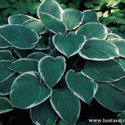 Previous Next 1 of 2