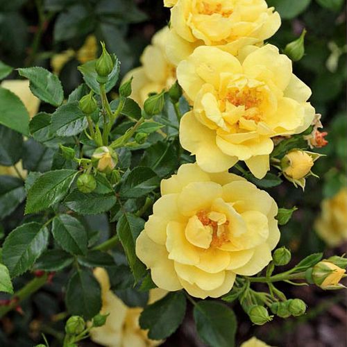 Previous Next 1 of 3