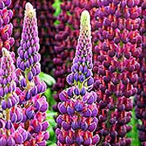 Lupin West Country Persian Slipper - Roots Plants