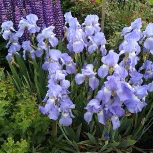 Variety or Cultivar
