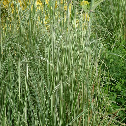 Previous Next 1 of 5