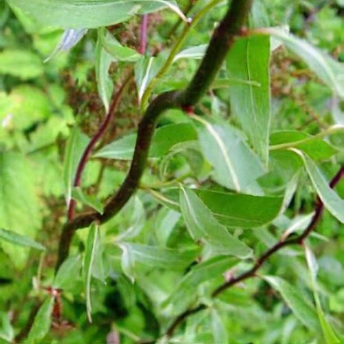 Salix alba Snake' - Shoot