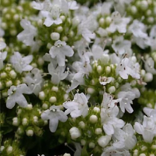 Previous Next 1 of 2