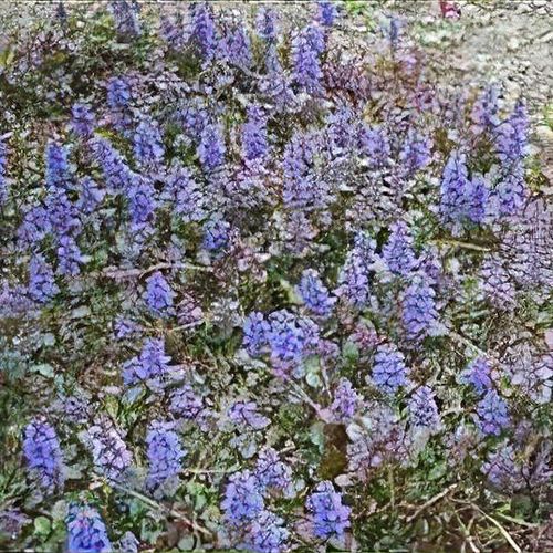 black bean plant Midnight Black Turtle Dry Pole Bean  Revival Seeds