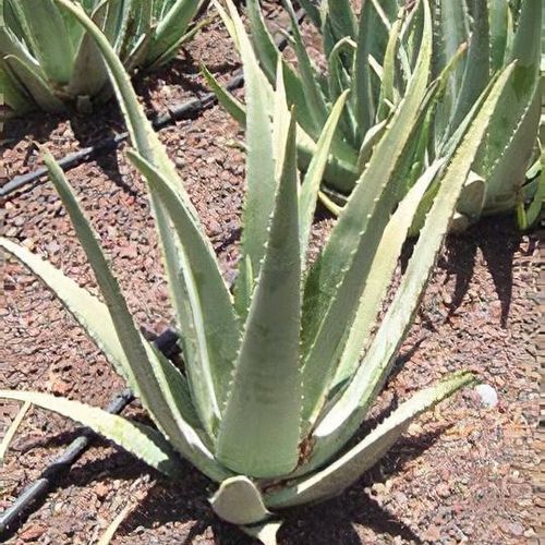 Aloe vera - Shoot