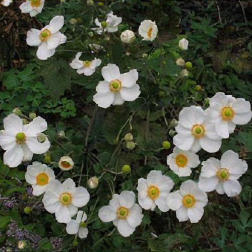 anemoneと女性 anemoneと女性