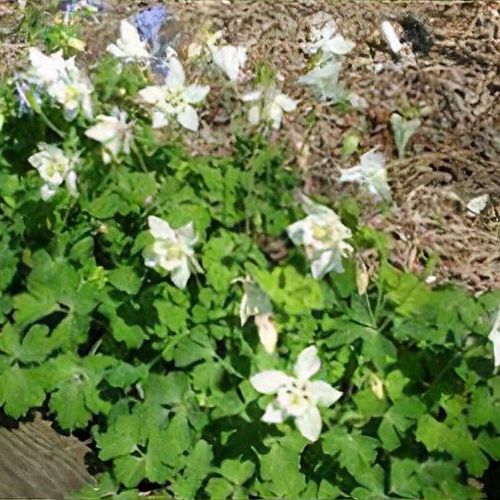 Aquilegia 'Spring Magic White' (Spring Magic Series) - Shoot