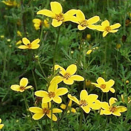 Bidens aurea - Shoot