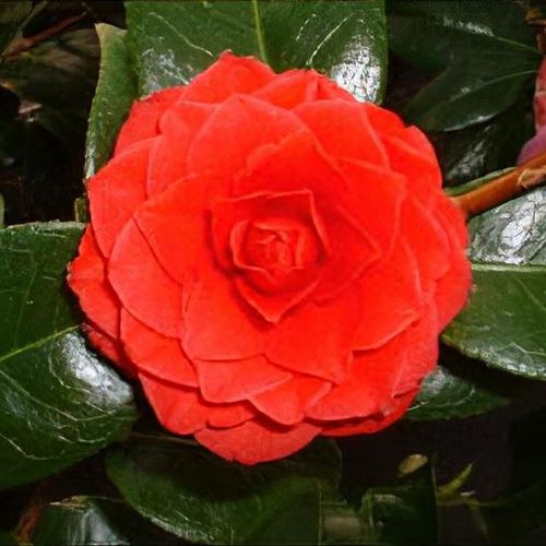 ブランドのギフト Camellia 'Black Lace' - Shoot バレエ