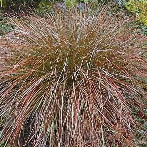 Carex testacea sale