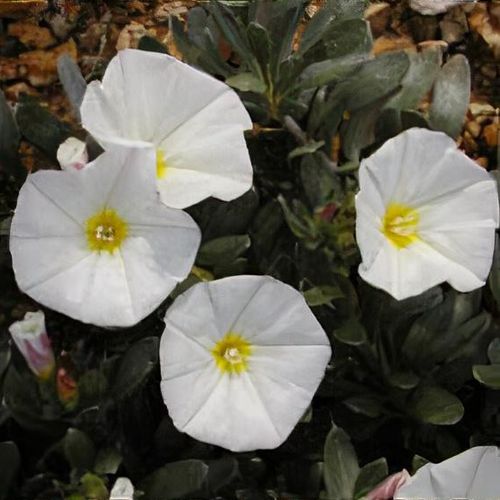 Convolvulus cneorum - Shoot