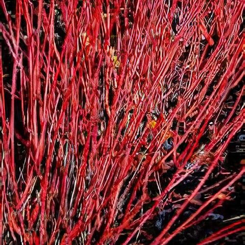 Interesting Plant: Red Stick Dogwood (Cornus alba 'Sibirica') – A  Gardener's Notebook