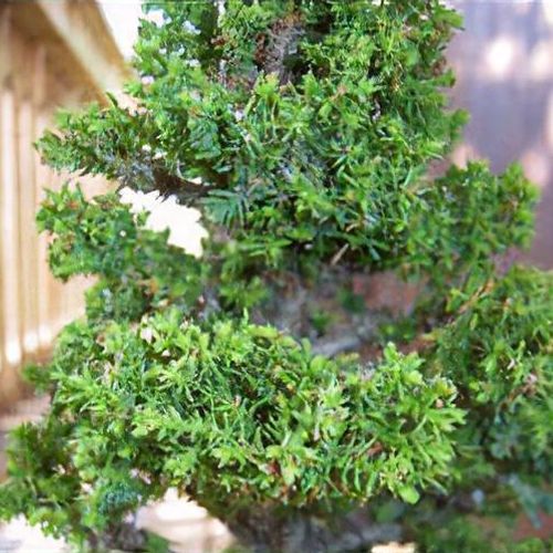 Cryptomeria japonica 'Bandai-sugi' - Shoot