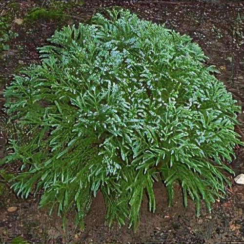 nanana-ya10オリーブ38ロングタイプ Buy Dwarf Japanese Cedar 'Globosa Nana' – Compact Globe