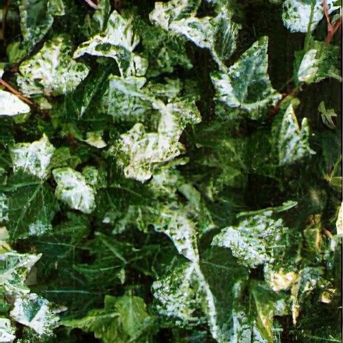 Hedera helix 'Minor Marmorata' - Shoot