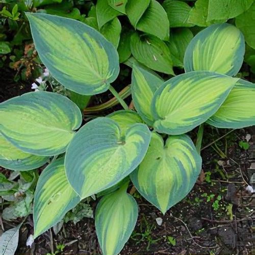 Hosta (Tardiana Group) 'June' - Shoot