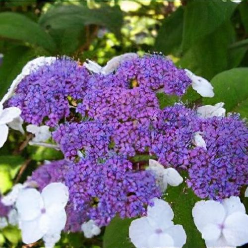 Hydrangea shop aspera macrophylla