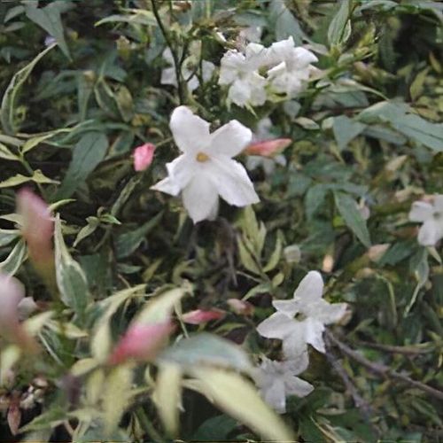 Jasminum officinale 'Argenteovariegatum' - Shoot
