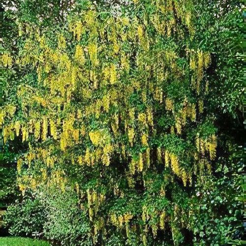 arrowhead plant Arrowhead Plant 8-13in Green Syngonium podophyllum, Arrowhead Vine, Go –  Sejahtera Seeds and Bulbs main image 0